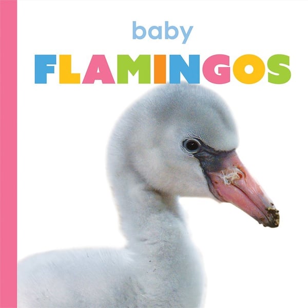 Flamencos Bebes (Baby Flamingos)