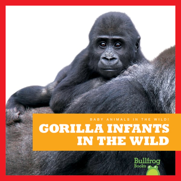 Gorilla Infants In The Wild