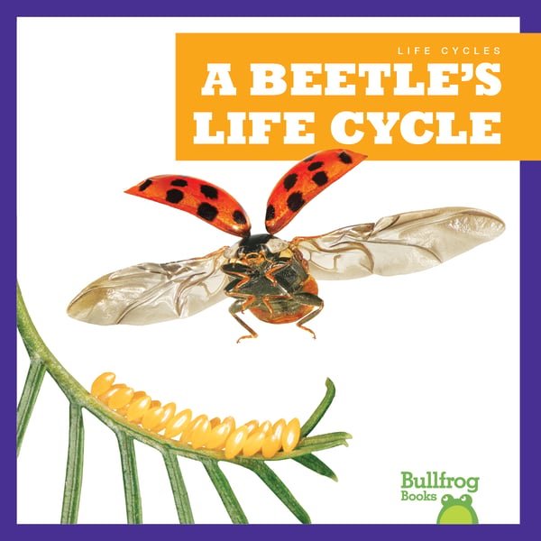 Beetle's Life Cycle, A