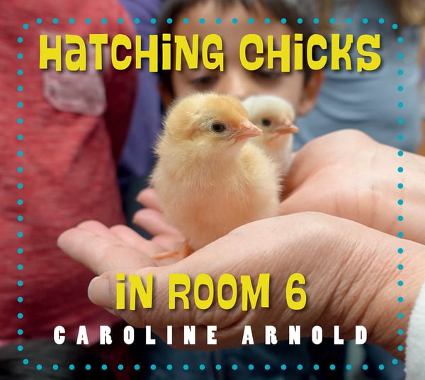 Hatching Chicks In Room 6