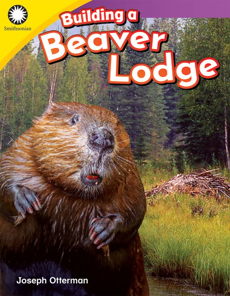 Building A Beaver Lodge