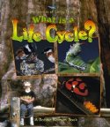 What Is A Life Cycle?