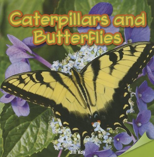 Caterpillars And Butterflies
