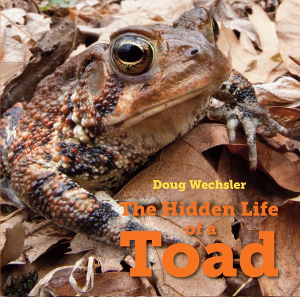 Hidden Life Of A Toad, The
