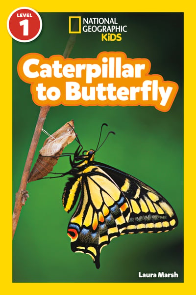 Caterpillar To Butterfly