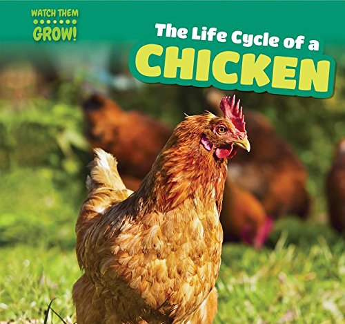Life Cycle Of A Chicken, The