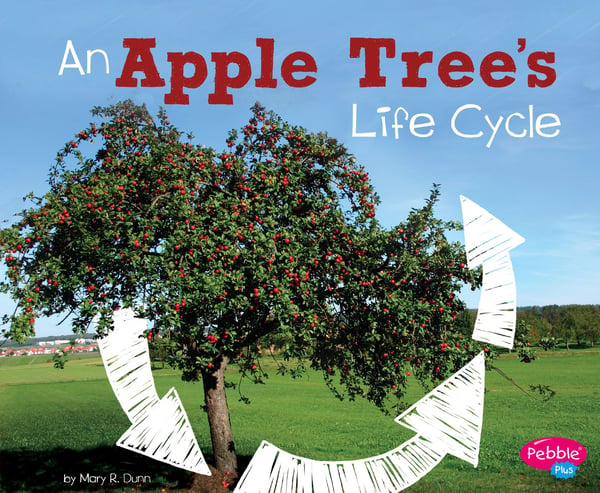 Apple Tree's Life Cycle, An