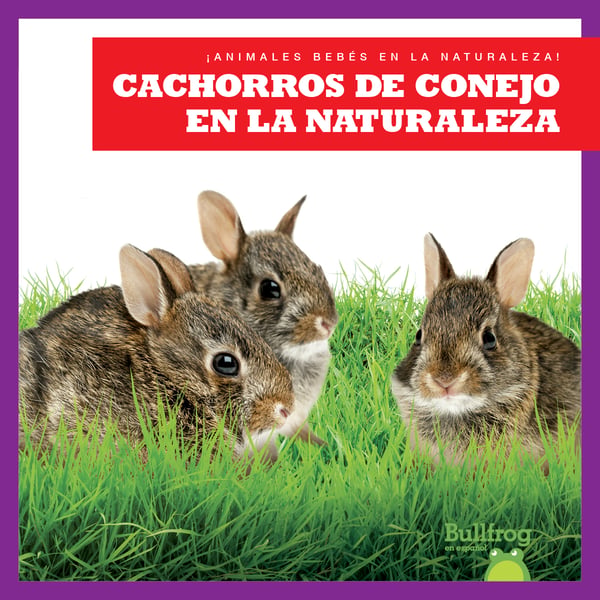 Cachorros De Conejo En La Naturaleza (Rabbit Kits In The Wild)