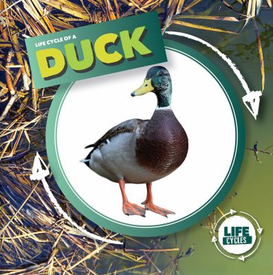 Life Cycle Of A Duck