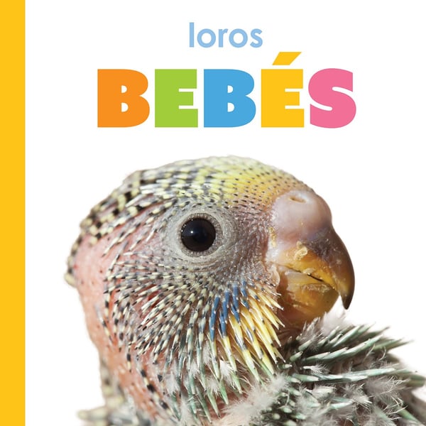 Loros Bebes (Baby Parrots)