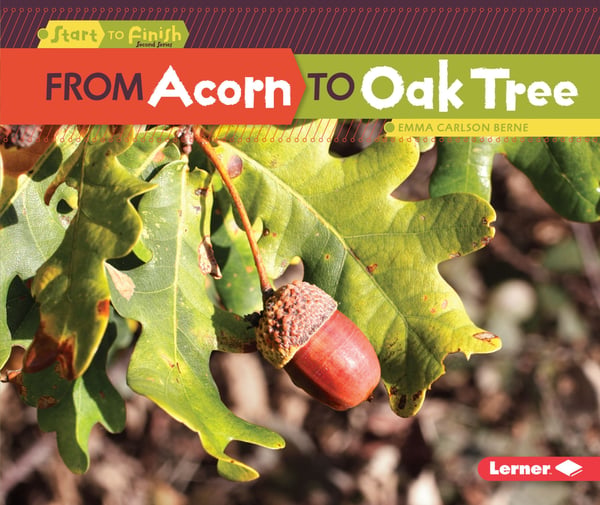 From Acorn To Oak Tree