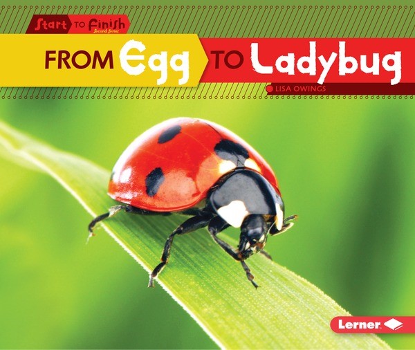 From Egg To Ladybug