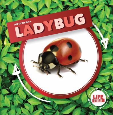 Life Cycle Of A Ladybug