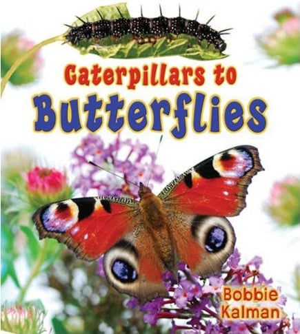 Caterpillars To Butterflies