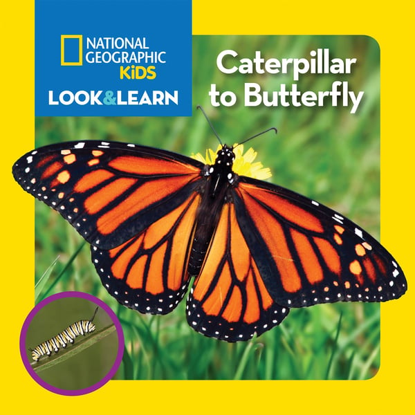 Caterpillar To Butterfly (Board Book)