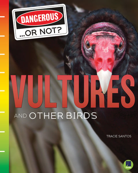 Vultures And Other Birds