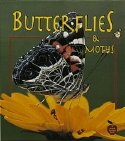 Butterflies And Moths