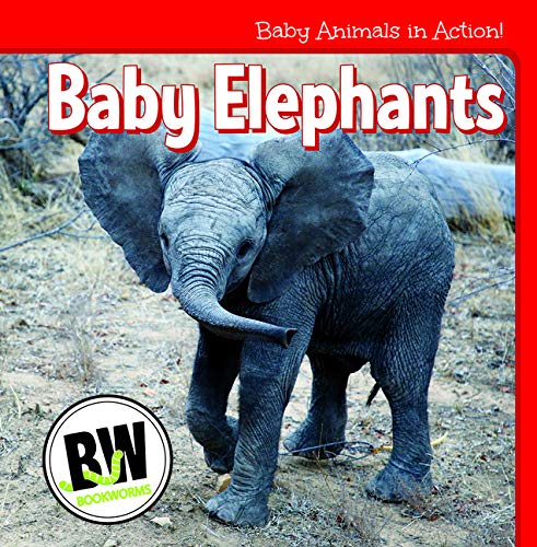 Baby Elephants