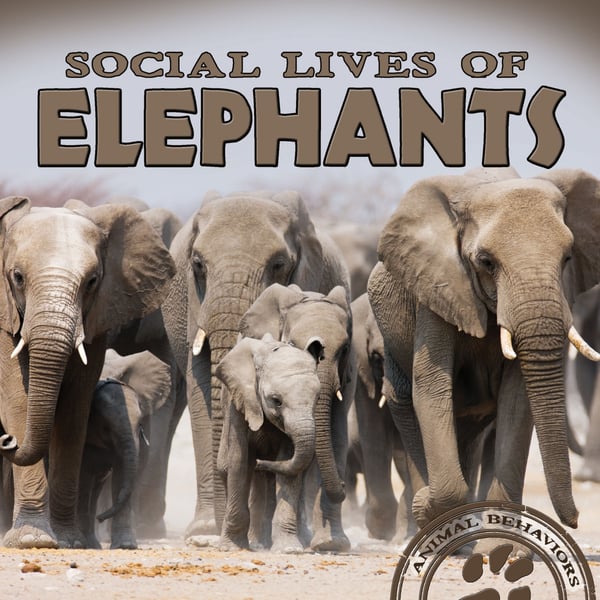 Social Lives Of Elephants