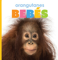 Orangutanes Bebes (Baby Orangutans)