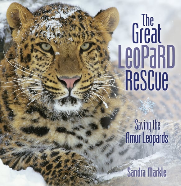 Great Leopard Rescue: Saving The Amur Leopard, The