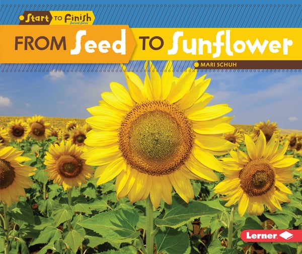 From Seed To Sunflower