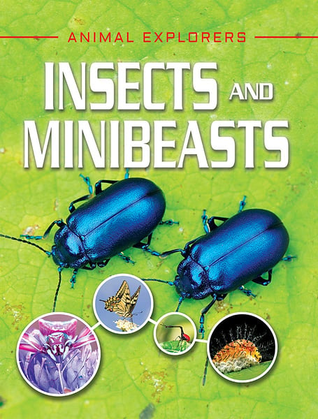 Insects And Minibeasts