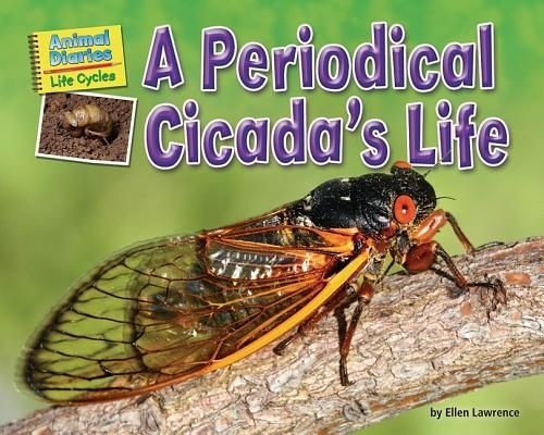 Periodical Cicada's Life, A