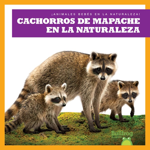 Cachorros De Mapache En La Naturaleza (Raccoon Cubs In The Wild)