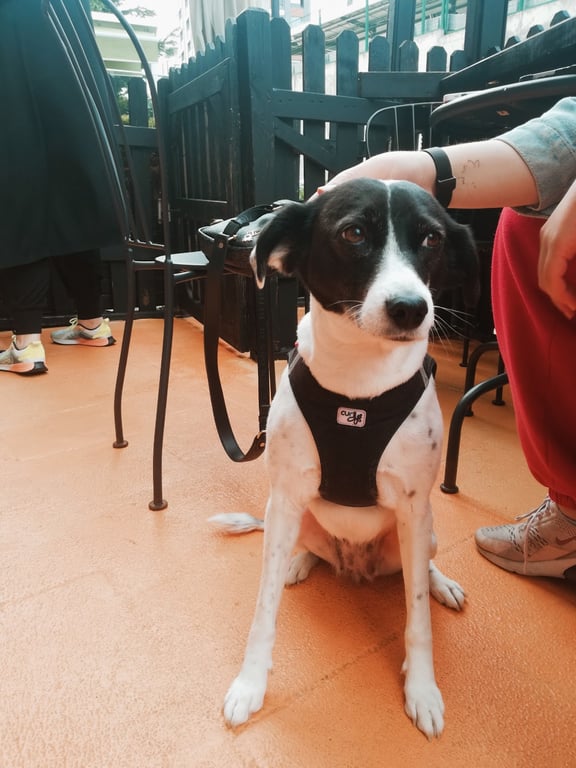 Jack's Dog Cafe