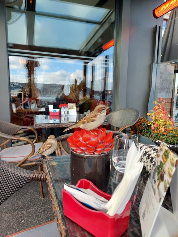 Divan Pastanesi Bebek