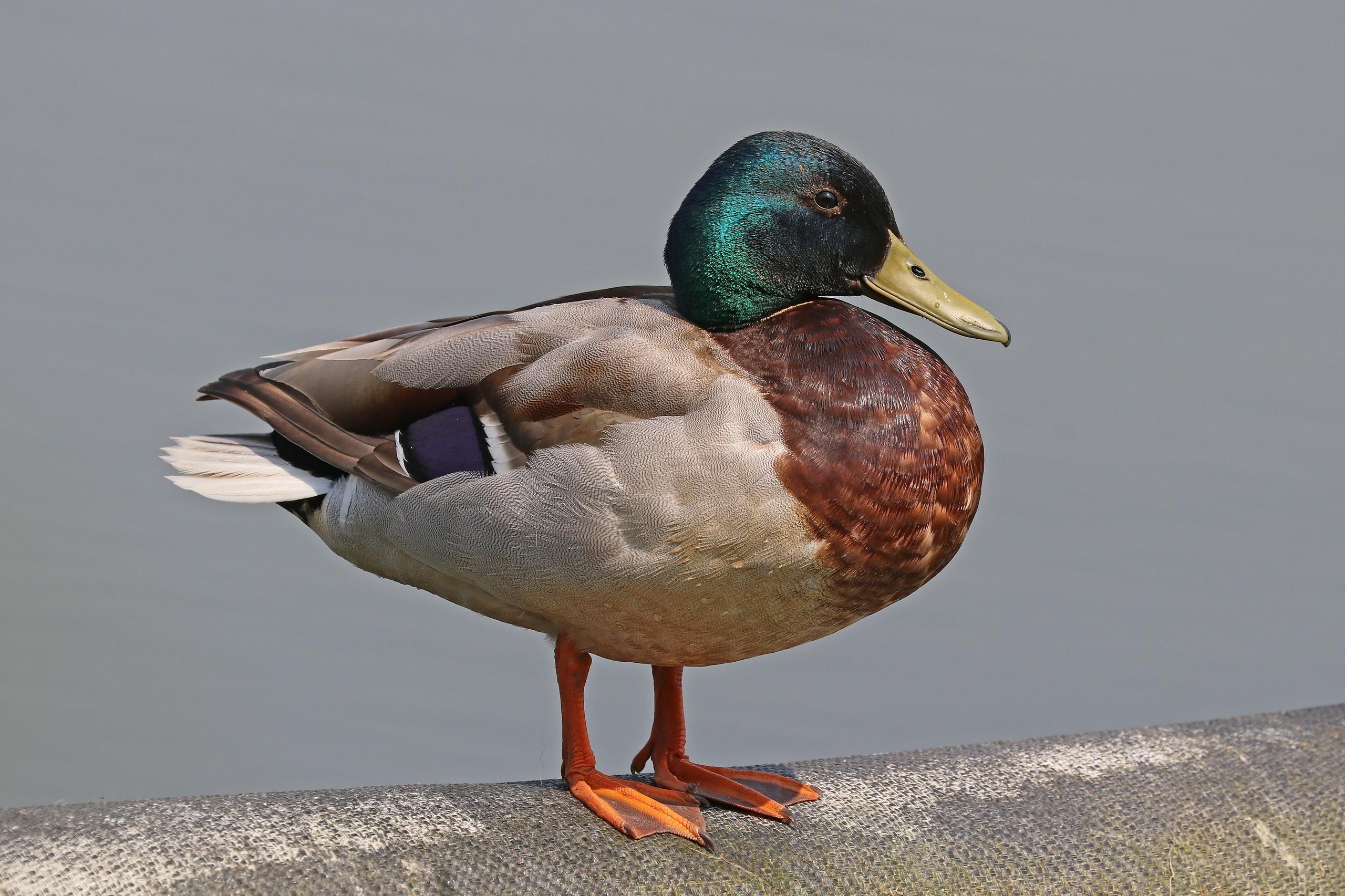 Start frame for Mallard Duck Standing on a Ledge — Happy Horse