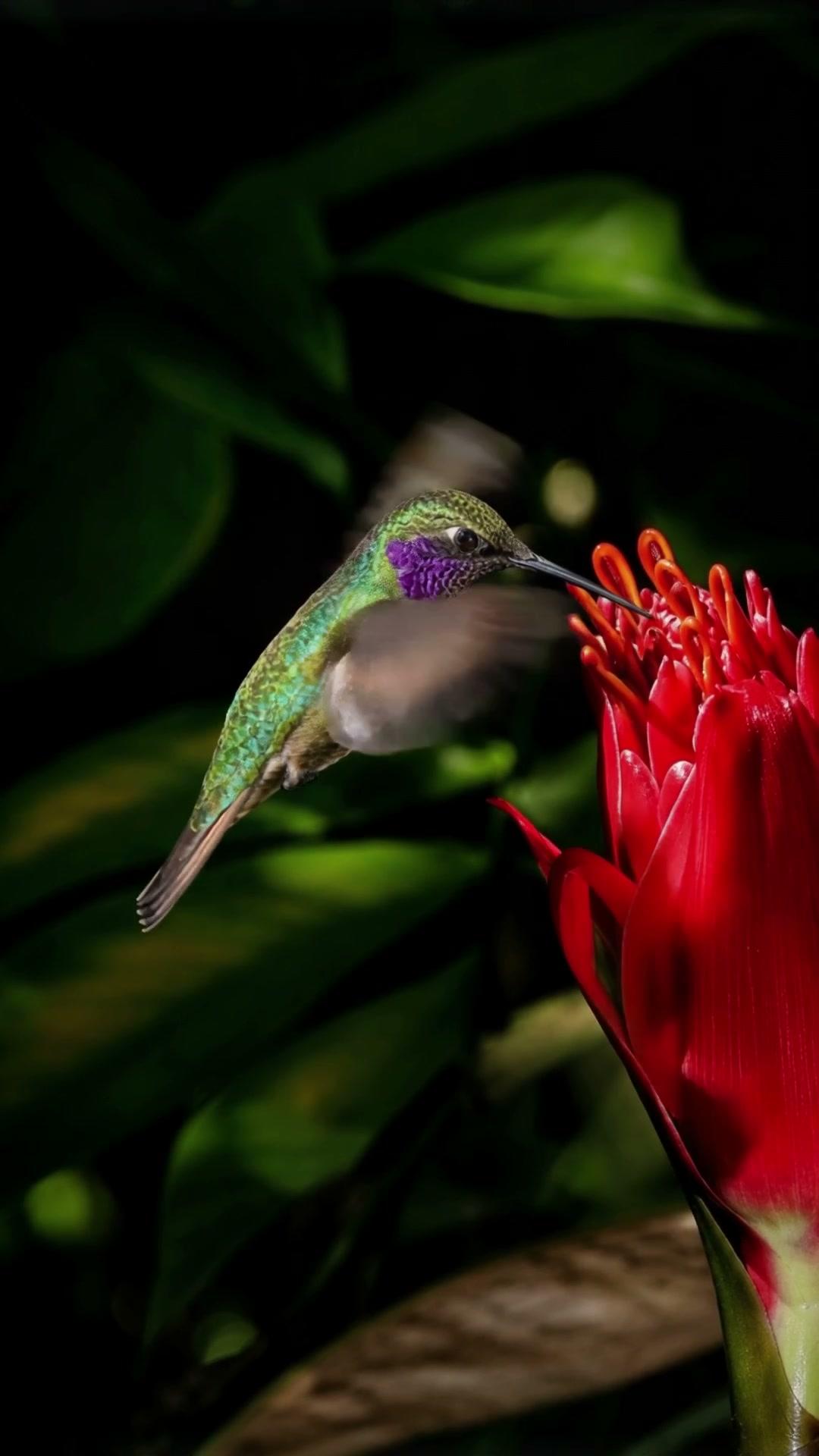A hummingbird hovering at a crimson tropical flower