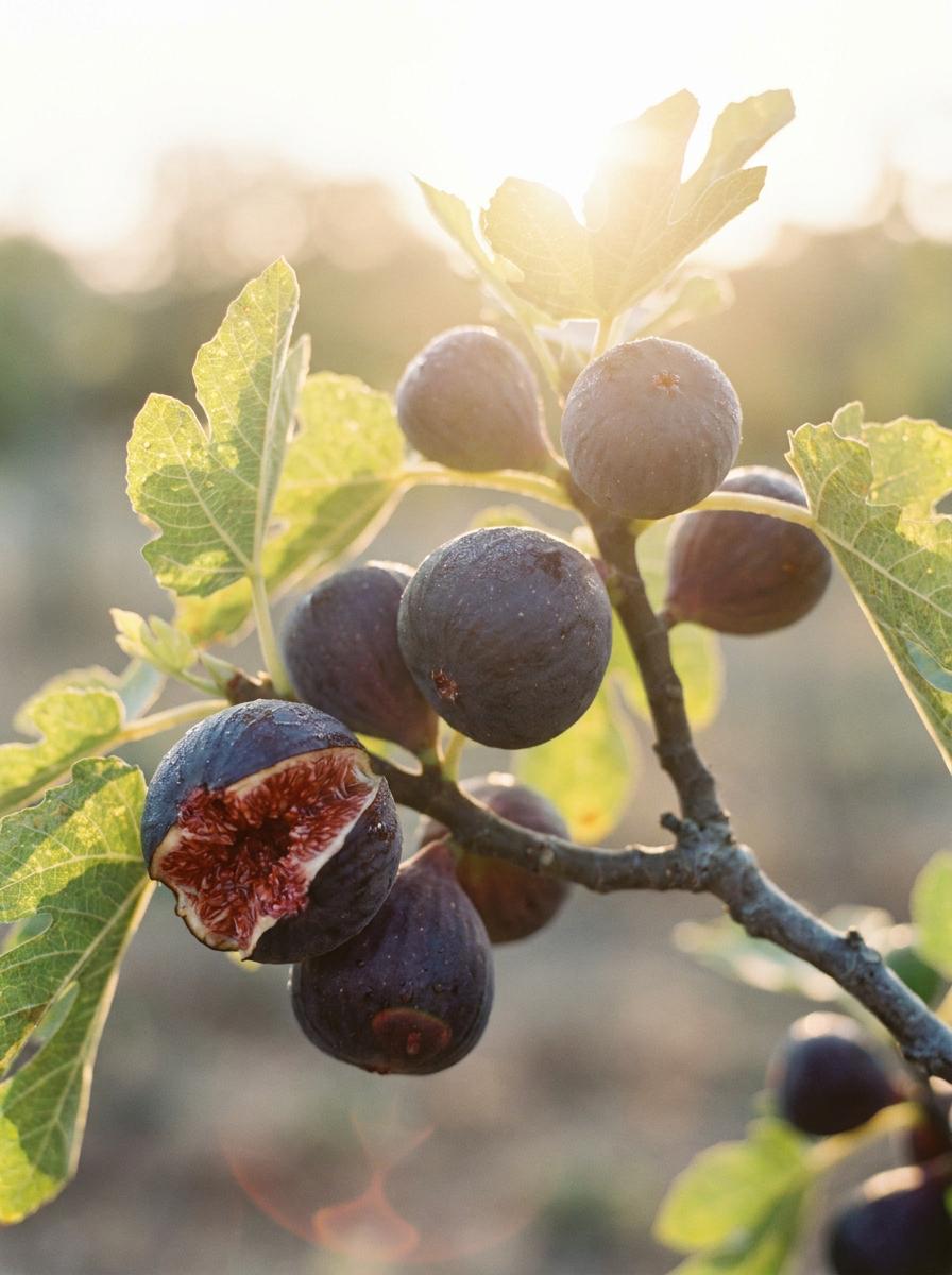 Ripe figs on the branch, backlit at golden hour