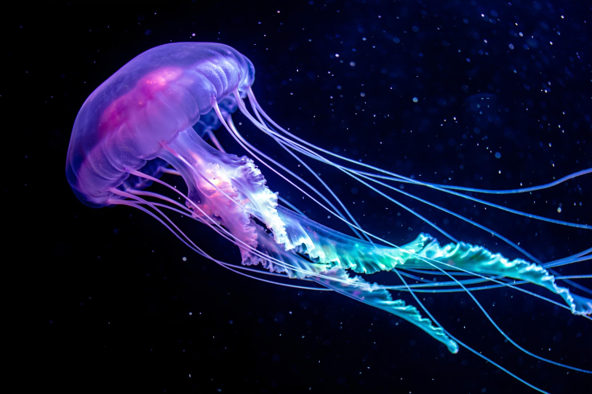 Bioluminescent jellyfish glowing violet in deep indigo water