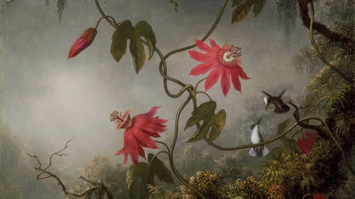 Passion Flowers and Hummingbirds