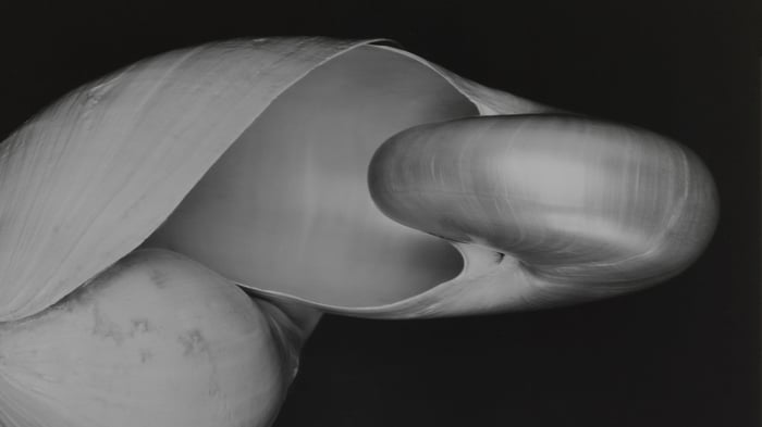 Two Shells (section, rotated)