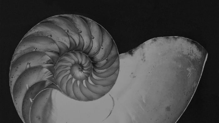 Nautilus Shell (section)