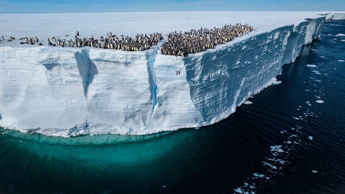 Bertie Gregory   A young emperor penguin is seen jumping off a 50 foot cliff for its first swim   reframed