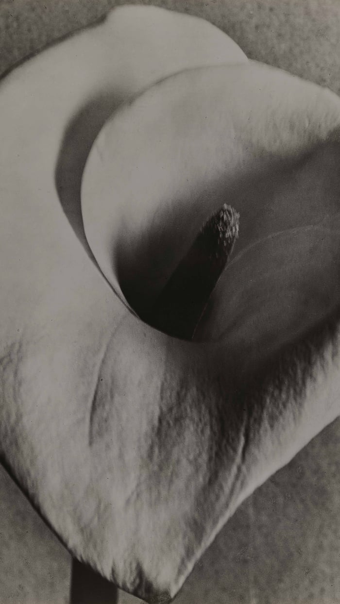 Calla Lily (section)