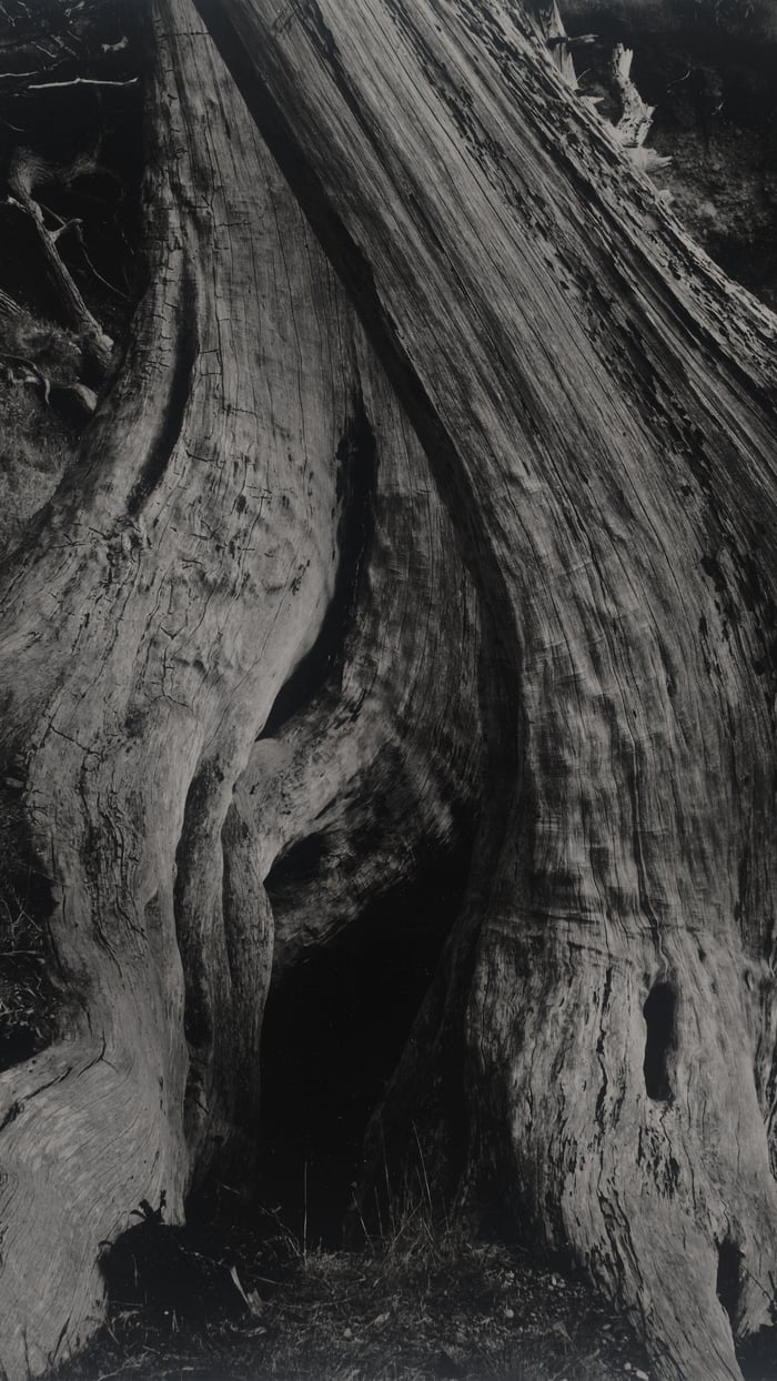 Cypress, Point Lobos (section)