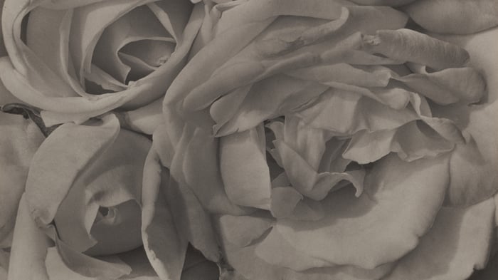 Roses, Mexico (section)