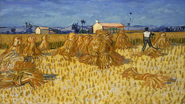 Corn harvest in Provence
