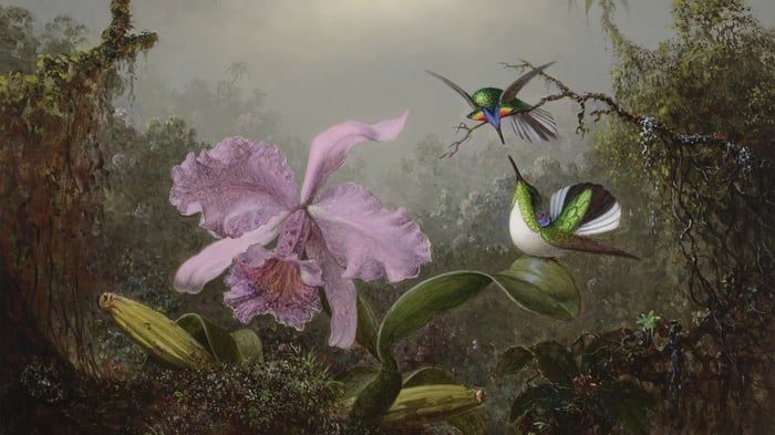 Cattleya Orchid with Two Brazilian Hummingbirds