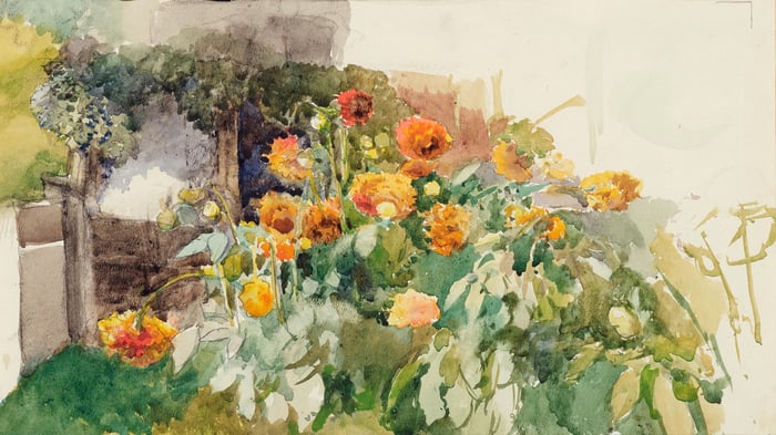 Blühende Ranunkeln im Garten