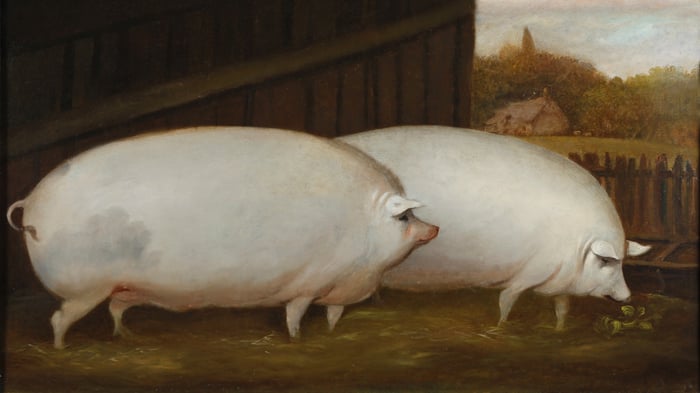 A pair of pigs