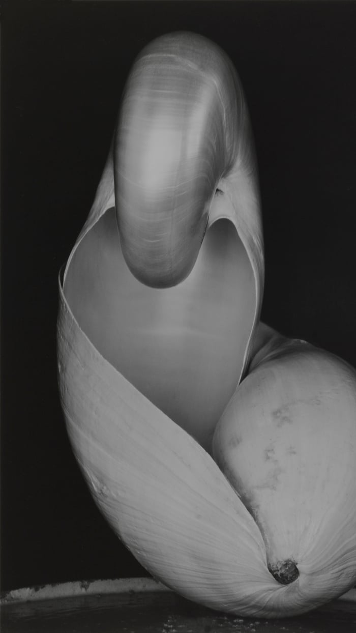 Two Shells (section)