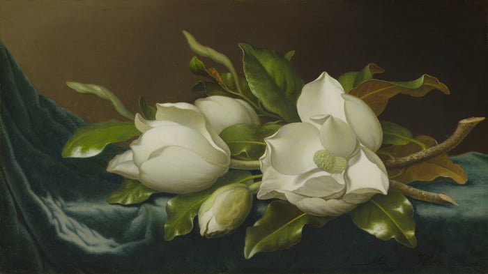 Magnolias on Light Blue Velvet Cloth