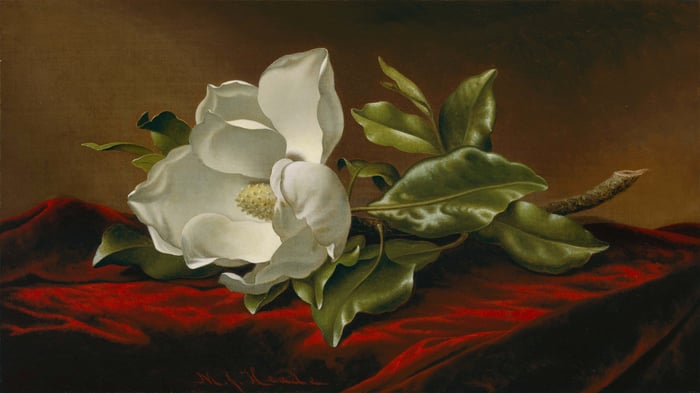 Magnolia Grandiflora