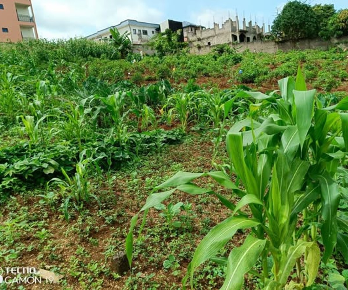 Terrain de 500 m² à Nkolbisson, Yaoundé